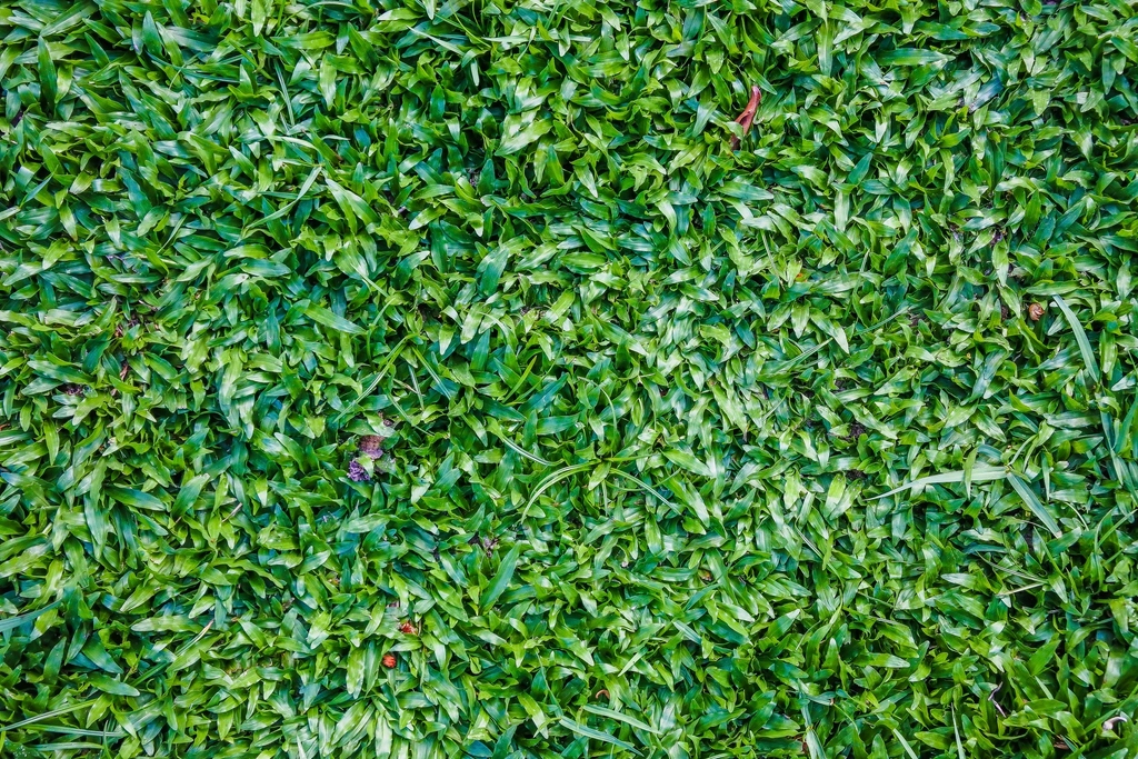 Garden Design